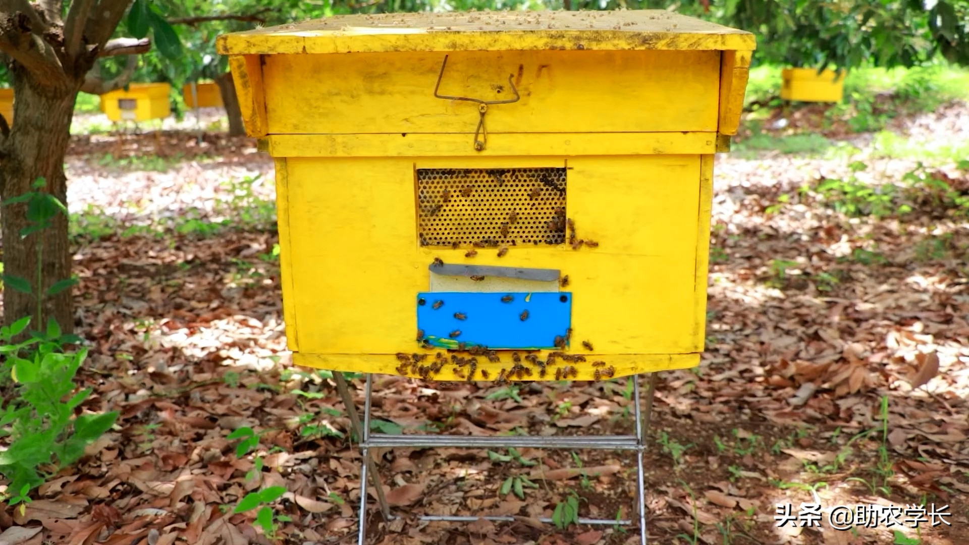 蜂箱中蜂專用5框蜂箱成品巢礎帶框誘蜂育王箱杉木蜜蜂標準箱包郵 | 蝦皮購物