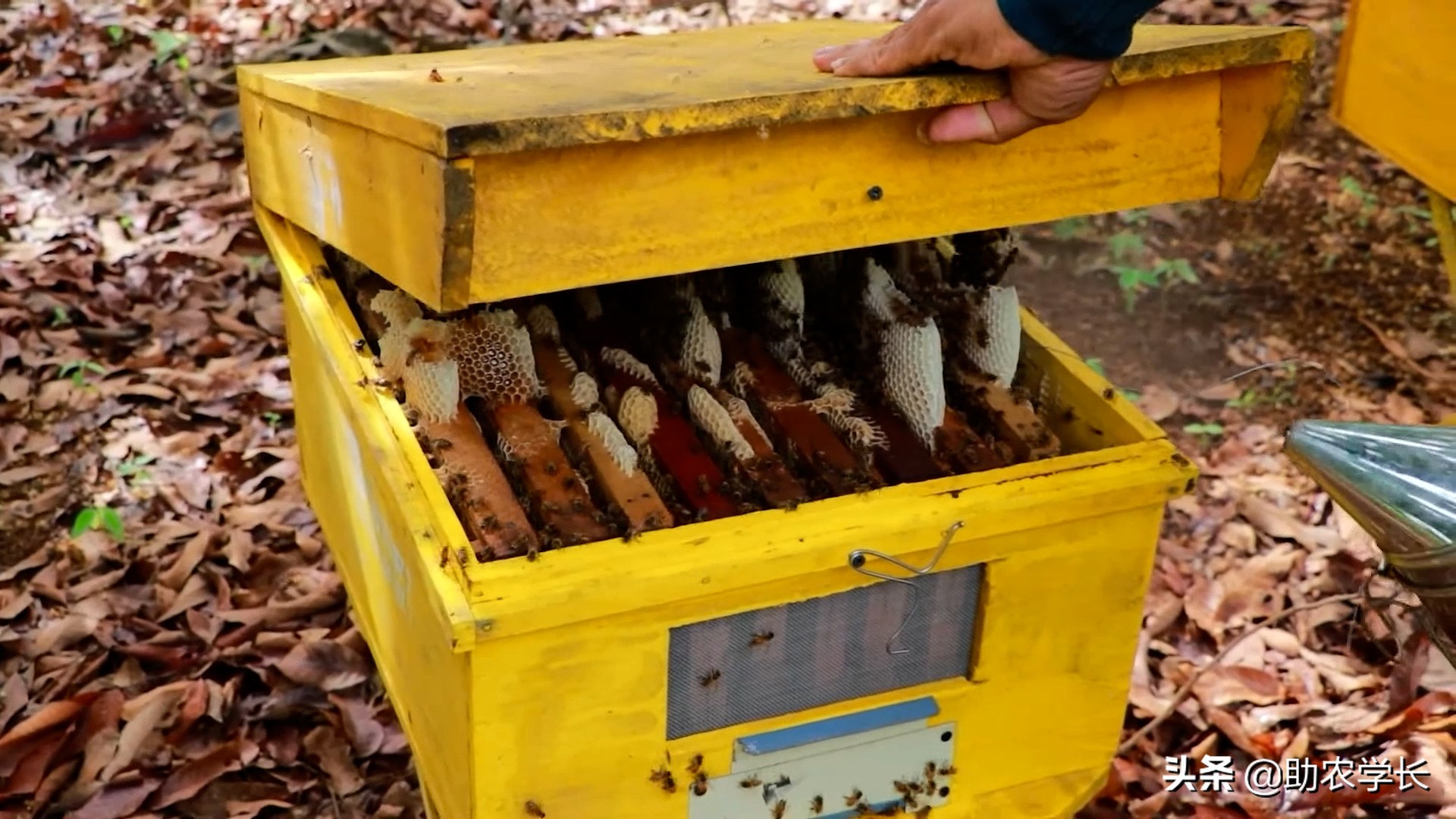 蜂蜜如何从蜂巢取出，养殖蜜蜂蜂巢，带你了解制作蜂蜜过程_凤凰网视频_凤凰网