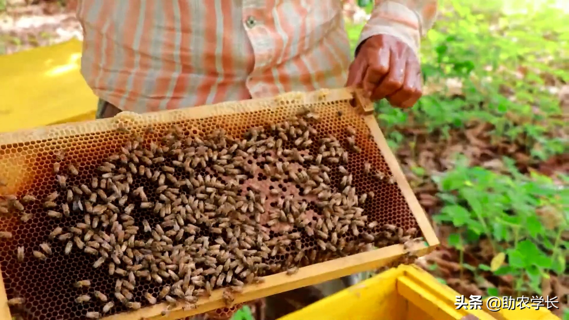 土蜂蜜是怎样形成的？