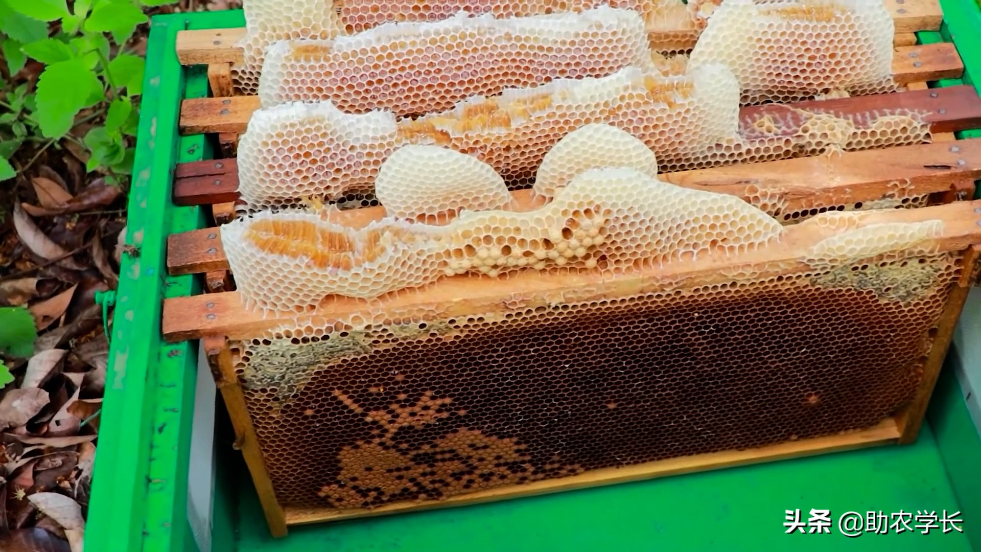蜜蜂采蜜的过程 摇蜜机怎样摇蜂蜜-优刊号