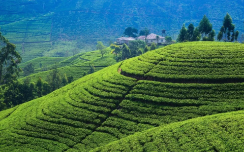 斯里兰卡盛产茶叶的原因 斯里兰卡特产锡兰茶