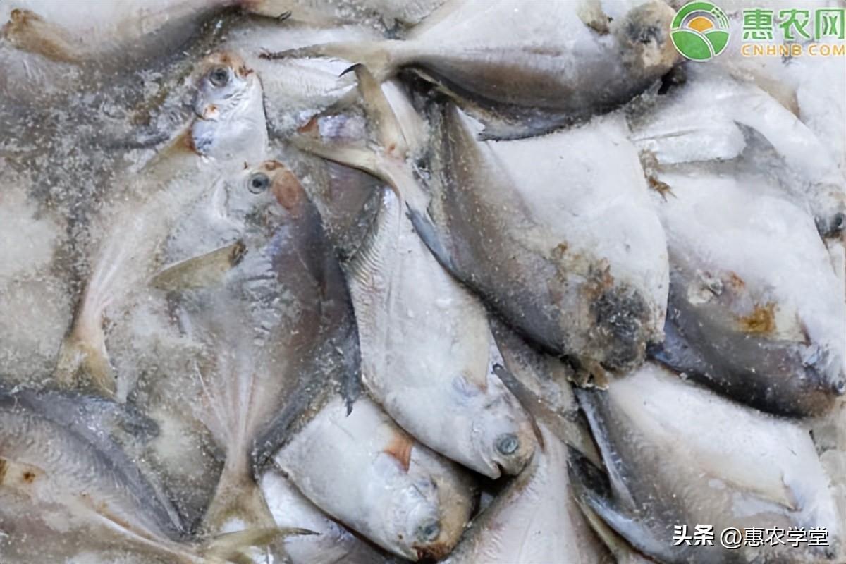 鲳鱼多少钱一斤(银鲳鱼价格多少钱一斤？银鲳鱼能养殖吗？银鲳鱼和金鲳鱼的区别？)